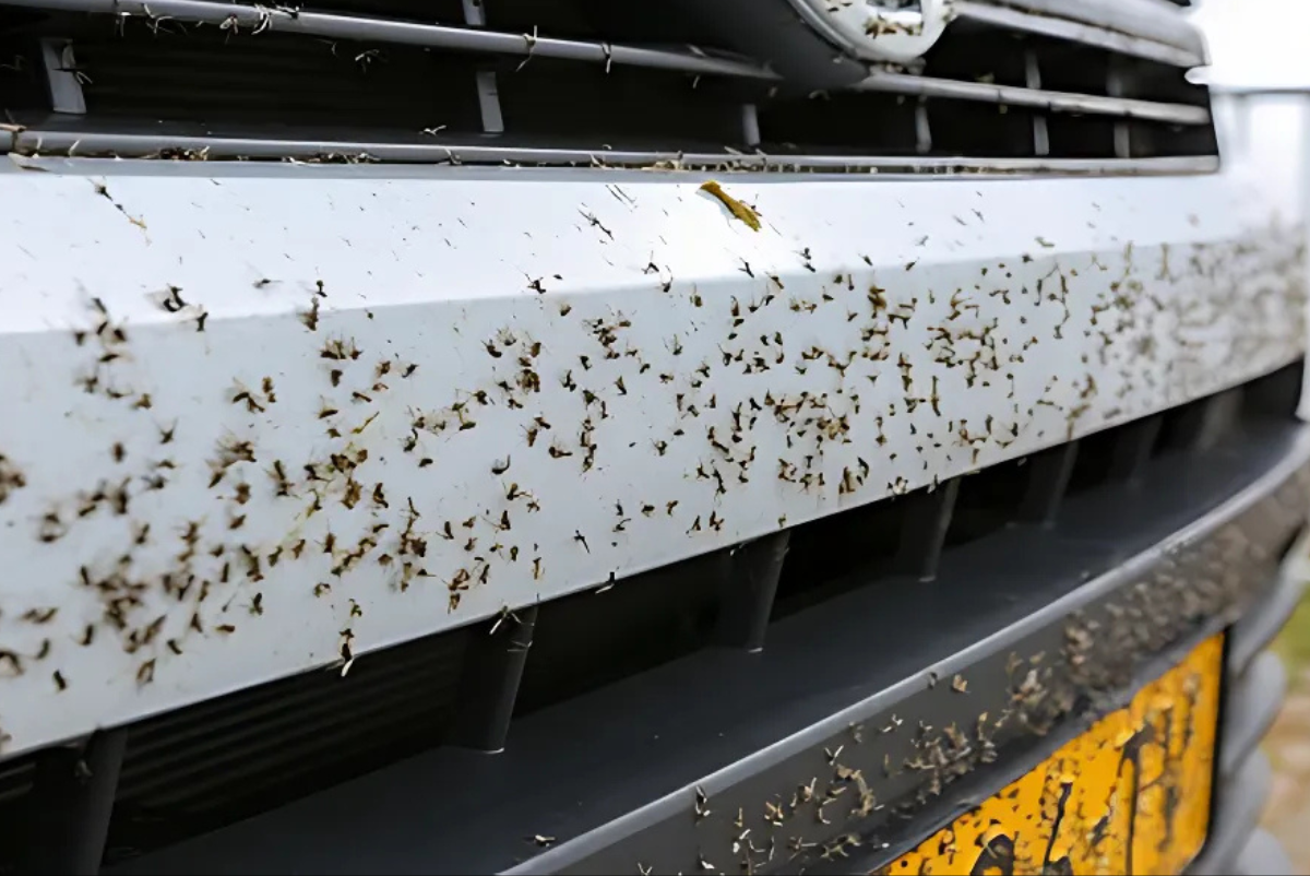 5 stappen om insecten te verwijderen van je lak