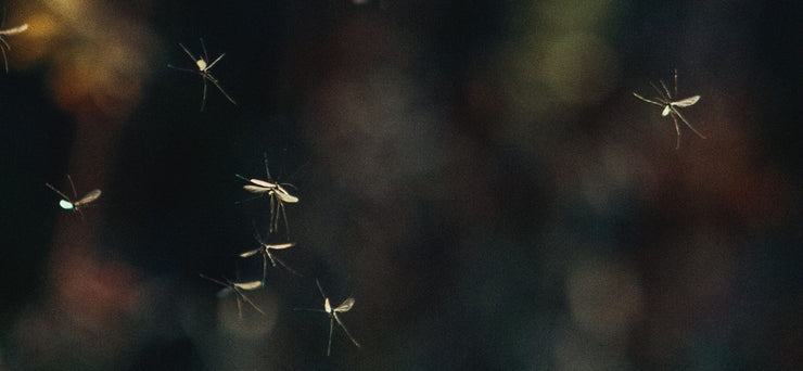 5 stappen om insecten te verwijderen van je lak